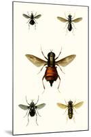 Entomology Series III-Blanchard-Mounted Art Print