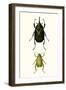 Entomology Series IV-Blanchard-Framed Art Print