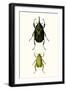 Entomology Series IV-Blanchard-Framed Art Print