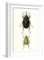 Entomology Series IV-Blanchard-Framed Art Print