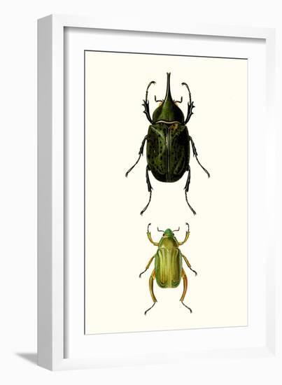 Entomology Series IV-Blanchard-Framed Art Print