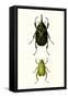 Entomology Series IV-Blanchard-Framed Stretched Canvas