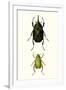 Entomology Series IV-Blanchard-Framed Art Print