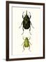 Entomology Series IV-Blanchard-Framed Art Print