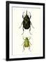 Entomology Series IV-Blanchard-Framed Art Print