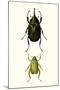 Entomology Series IV-Blanchard-Mounted Art Print