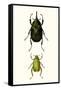 Entomology Series IV-Blanchard-Framed Stretched Canvas