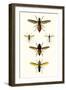 Entomology Series IX-Blanchard-Framed Art Print