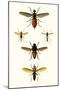 Entomology Series IX-Blanchard-Mounted Art Print