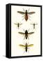 Entomology Series IX-Blanchard-Framed Stretched Canvas