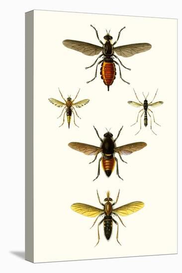 Entomology Series IX-Blanchard-Stretched Canvas