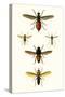 Entomology Series IX-Blanchard-Stretched Canvas