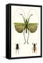 Entomology Series V-Blanchard-Framed Stretched Canvas