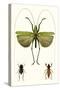 Entomology Series V-Blanchard-Stretched Canvas