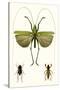 Entomology Series V-Blanchard-Stretched Canvas