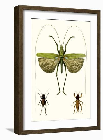 Entomology Series V-Blanchard-Framed Art Print