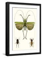 Entomology Series V-Blanchard-Framed Art Print