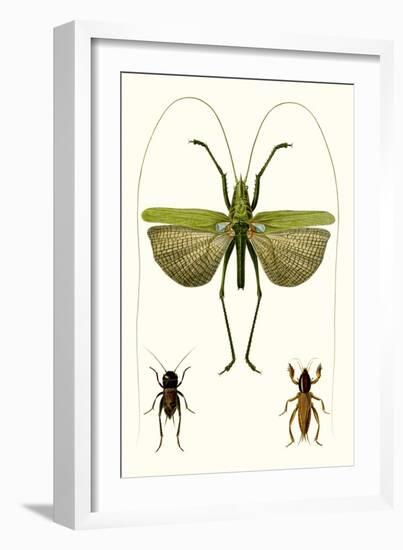 Entomology Series V-Blanchard-Framed Art Print