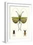 Entomology Series V-Blanchard-Framed Art Print