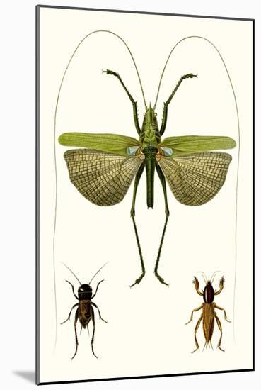 Entomology Series V-Blanchard-Mounted Art Print