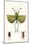 Entomology Series V-Blanchard-Mounted Art Print