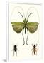 Entomology Series V-Blanchard-Framed Art Print