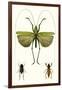 Entomology Series V-Blanchard-Framed Art Print
