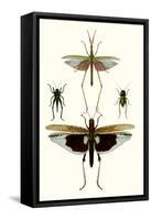 Entomology Series VI-Blanchard-Framed Stretched Canvas