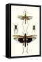 Entomology Series VI-Blanchard-Framed Stretched Canvas