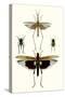 Entomology Series VI-Blanchard-Stretched Canvas