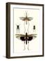 Entomology Series VI-Blanchard-Framed Art Print