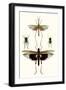 Entomology Series VI-Blanchard-Framed Art Print