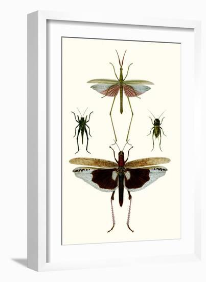 Entomology Series VI-Blanchard-Framed Art Print