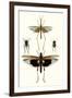 Entomology Series VI-Blanchard-Framed Art Print