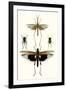 Entomology Series VI-Blanchard-Framed Art Print