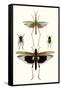 Entomology Series VI-Blanchard-Framed Stretched Canvas