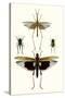 Entomology Series VI-Blanchard-Stretched Canvas