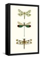 Entomology Series VII-Blanchard-Framed Stretched Canvas