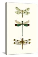 Entomology Series VII-Blanchard-Stretched Canvas