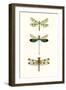 Entomology Series VII-Blanchard-Framed Art Print