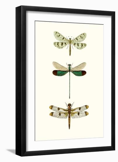 Entomology Series VII-Blanchard-Framed Art Print