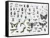 Entomology-null-Framed Stretched Canvas