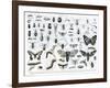 Entomology-null-Framed Giclee Print