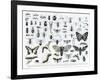 Entomology-null-Framed Giclee Print