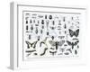 Entomology-null-Framed Giclee Print