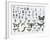 Entomology-null-Framed Giclee Print