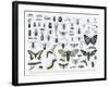 Entomology-null-Framed Giclee Print