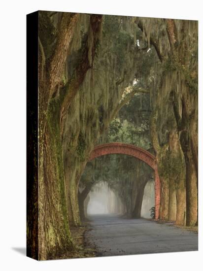 Entrance To Bethesda in Early Morning Light, Savannah, Georgia, USA-Joanne Wells-Stretched Canvas