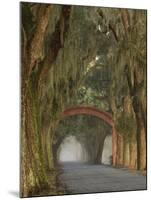 Entrance To Bethesda in Early Morning Light, Savannah, Georgia, USA-Joanne Wells-Mounted Photographic Print