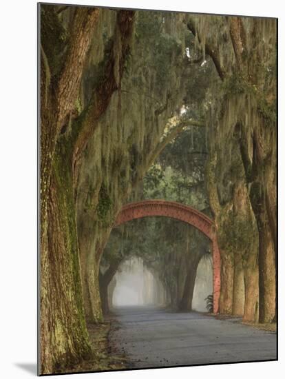 Entrance To Bethesda in Early Morning Light, Savannah, Georgia, USA-Joanne Wells-Mounted Photographic Print